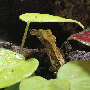 Crested Geckos